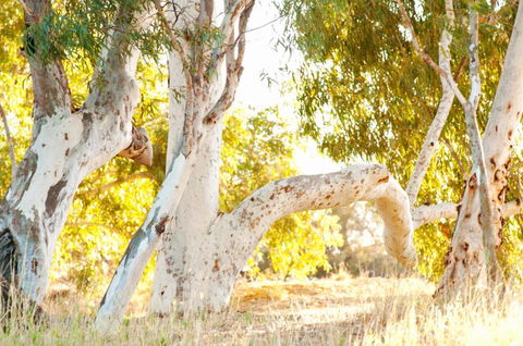 Wooramel River Retreat - Accommodation Bookings 3