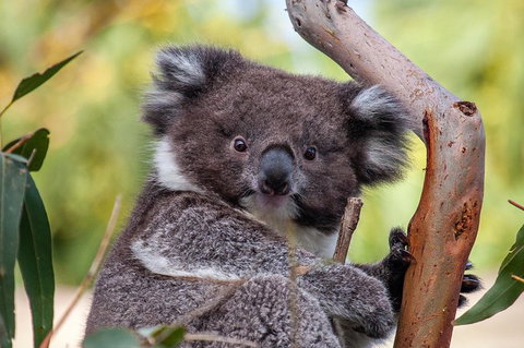 Great Ocean Road Tour With Lunch - Accommodation Bookings 5