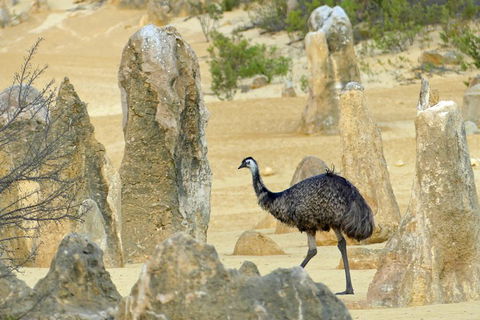 Private, Luxury Pinnacles Tour: Stargazing, Sand-boarding & Sightseeing - Accommodation Bookings 5