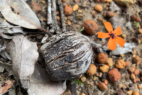 Spring Wildflower (Private) Day Tours - Accommodation Bookings 5