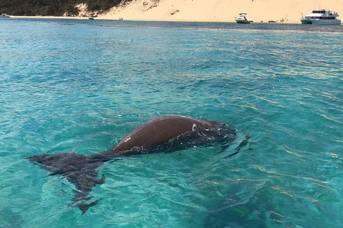Cruise In Moreton Bay Marine Park And Moreton Island - Accommodation Bookings 2