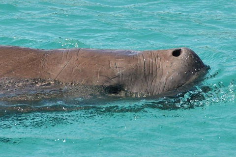 Cruise In Moreton Bay Marine Park And Moreton Island - Accommodation Bookings 3