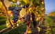 Full Day Tamar Valley Wine Tour - thumb 0