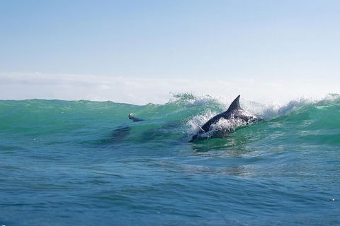 Private Tangalooma Wrecks Tour - Accommodation Bookings 2