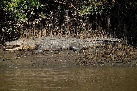 5-Day Best Of Cairns With Daintree, Kuranda, And Great Barrier Reef - Accommodation Bookings 5