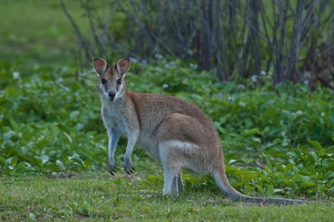 Cairns 4WD Waterfall And Rainforest Tour Including Kuranda Scenic Railway - Accommodation Bookings 2