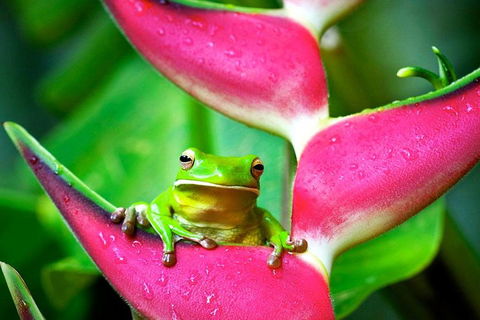 3-Day Best Of Cairns Combo: The Daintree Rainforest, Great Barrier Reef, And Kuranda - Accommodation Bookings 0