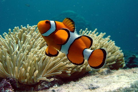 Cairns Reef And Rainforest Combo: Daintree Rainforest And The Great Barrier Reef - Accommodation Bookings 2