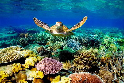 4-Day Cairns Ultimate Combo: Daintree Rainforest, Reef, Kuranda & Paronella Park - Accommodation Bookings 3