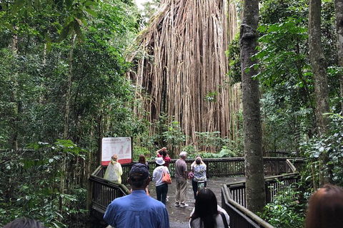 4-Day Cairns Ultimate Combo: Daintree Rainforest, Reef, Kuranda & Paronella Park - Accommodation Bookings 5