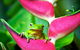 Cape Tribulation, Mossman Gorge, And Daintree Rainforest Premium Day Tour - thumb 0