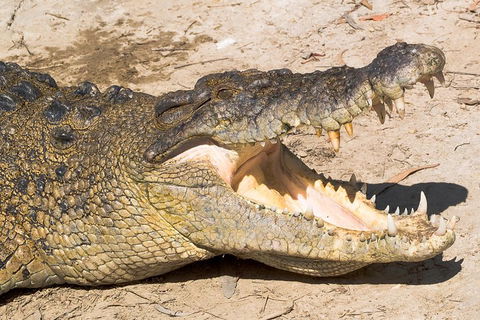 Cape Tribulation, Mossman Gorge, And Daintree Rainforest Premium Day Tour - Accommodation Bookings 1