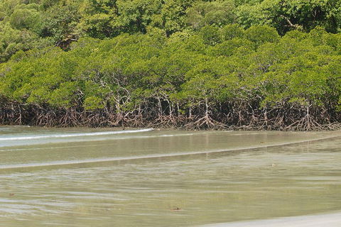 Cape Tribulation, Mossman Gorge, And Daintree Rainforest Premium Day Tour - Accommodation Bookings 4