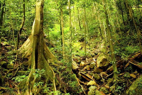 Barron Gorge And Kuranda National Park Half Day Rainforest And Waterfall 4WD Tour From Cairns - Accommodation Bookings 4