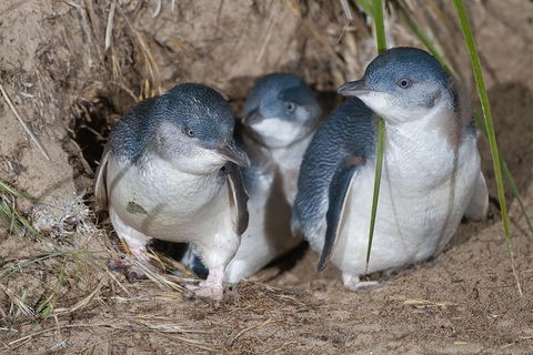 1 Day Exclusively Private Tour Of Phillip Island & The Penguin Parade - Accommodation Bookings 5