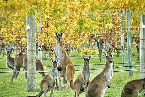 Three Day Charter Margaret River Region (inbound Melbourne Travelers) - Accommodation Bookings 5