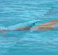 Snubfin Dolphin Eco Cruise from Broome - Accommodation Bookings