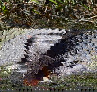Full Day Tour in the Daintree - Accommodation Bookings