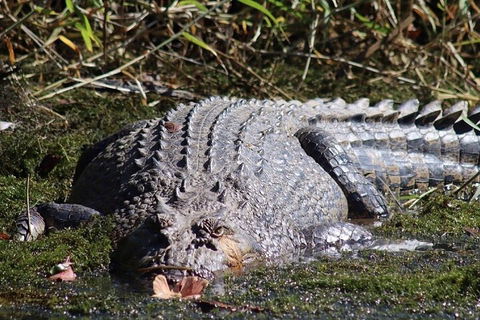 Full Day Tour In The Daintree - Accommodation Bookings 0