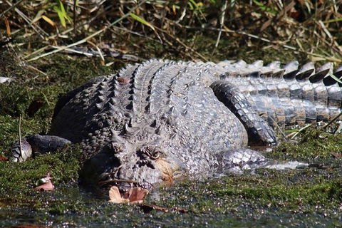 Afternoon Half-Day Daintree Rainforest And River Tour - Accommodation Bookings 5