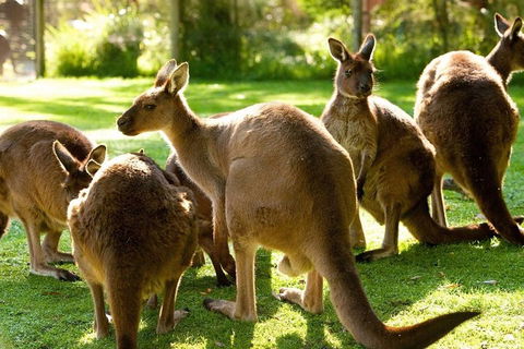 Melbourne City Card (3 Days): Visit Unlimited Attractions! - Accommodation Bookings 4
