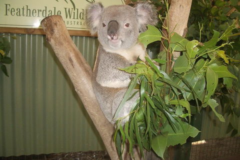 Full-Day Private Blue Mountains Tour With River Cruise - Accommodation Bookings 2