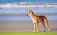 Fraser Island 4WD Tour From Noosa - thumb 5