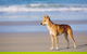 Fraser Island 4WD Tour From Rainbow Beach - thumb 2