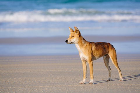 Fraser Island 4WD Tour From Rainbow Beach - Accommodation Bookings 2