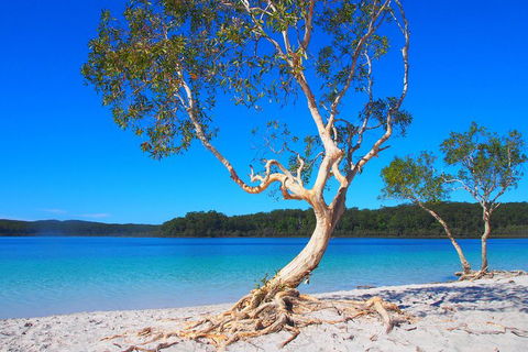 Fraser Island 4WD Tour From Rainbow Beach - Accommodation Bookings 5