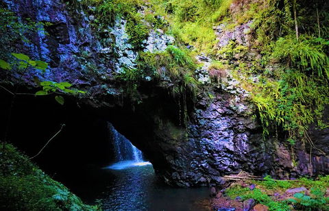 Rainforest & Waterfalls Extravaganza - Accommodation Bookings 5