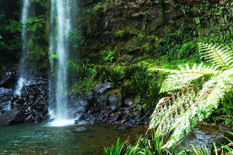 Private Tour - Rainforest & Waterfalls Extravaganza - Accommodation Bookings 1