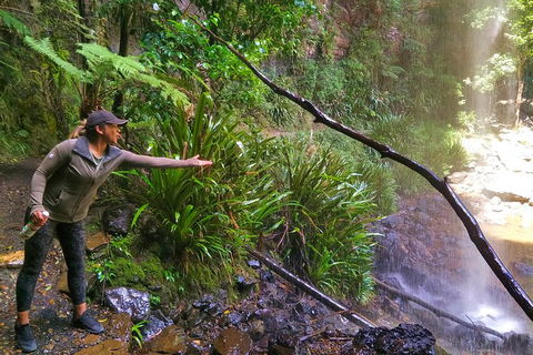 Private Tour - Rainforest & Waterfalls Extravaganza - Accommodation Bookings 4