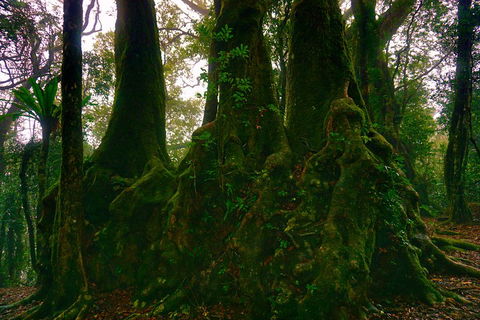 Private Tour - Rainforest & Waterfalls Extravaganza - Accommodation Bookings 5