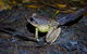 Glow Worms Private Tour - Nocturnal Rainforest Walk - thumb 0