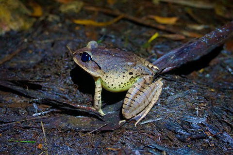 Glow Worms Private Tour - Nocturnal Rainforest Walk - Accommodation Bookings 0