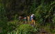 Glow Worms Private Tour - Nocturnal Rainforest Walk - thumb 1
