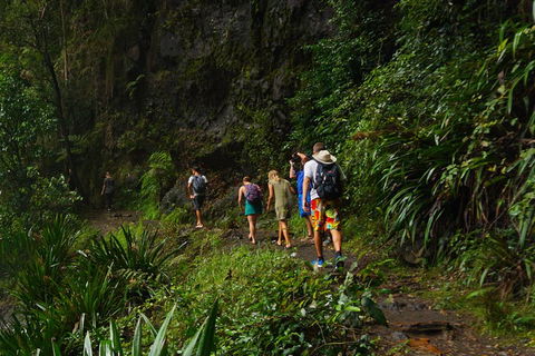 Glow Worms Private Tour - Nocturnal Rainforest Walk - Accommodation Bookings 1