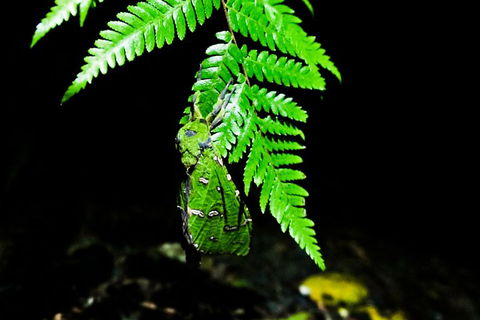 Glow Worms Private Tour - Nocturnal Rainforest Walk - Accommodation Bookings 2