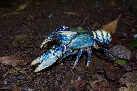 Glow Worms Private Tour - Nocturnal Rainforest Walk - Accommodation Bookings 4