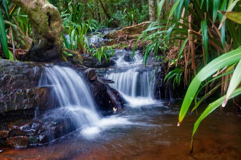 Glow Worms Private Tour - Nocturnal Rainforest Walk - Accommodation Bookings 5