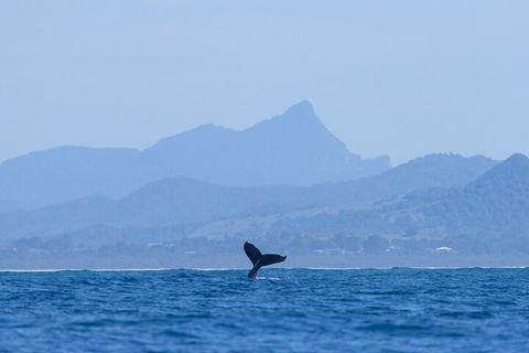 The Byron Bay Sea Kayak Tour - Accommodation Bookings 0