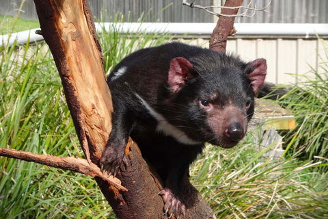 Tasmania 6 Day 'Tour In Circle' - Accommodation Bookings 1