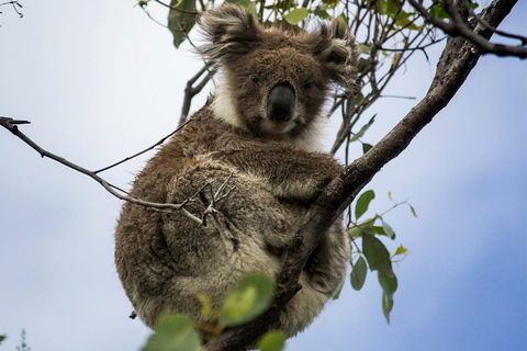 Phillip Island And French Island Wildlife Expedition - Accommodation Bookings 3