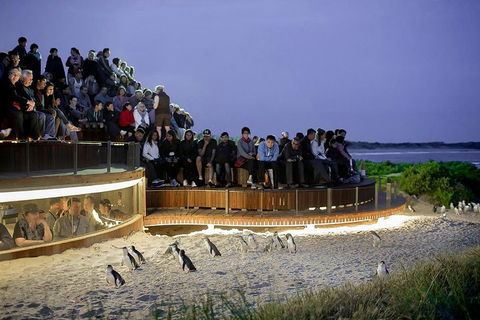 Phillip Island And French Island Wildlife Expedition - Accommodation Bookings 5