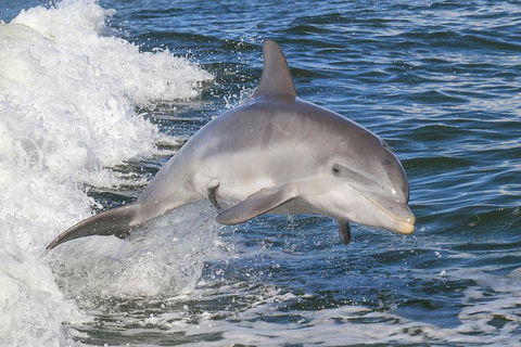 Noosa Oceanrider Scenic Dolphin Safari - Accommodation Bookings 0