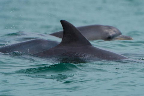 Noosa Oceanrider Scenic Dolphin Safari - Accommodation Bookings 1