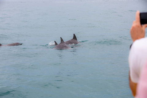 Noosa Oceanrider Scenic Dolphin Safari - Accommodation Bookings 2