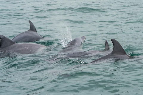 Noosa Oceanrider Scenic Dolphin Safari - Accommodation Bookings 5