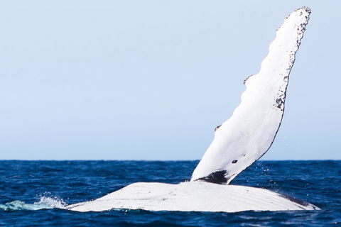 2-Hour Guided Whale Watching Tour At Noosa - Accommodation Bookings 0